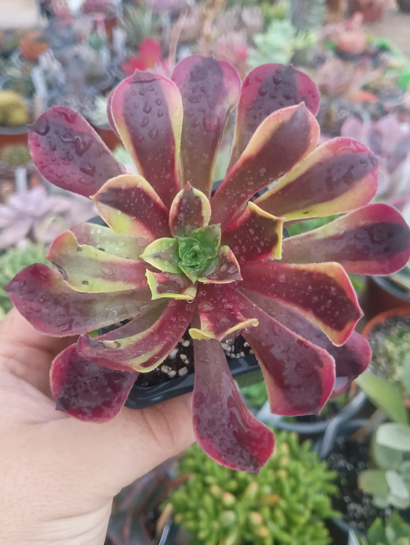 Aeonium superbang 2