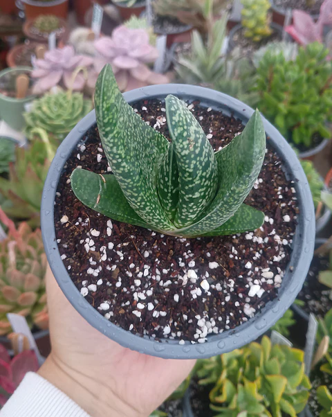 Gasteria