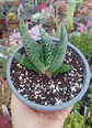 Gasteria - Miniatura 2
