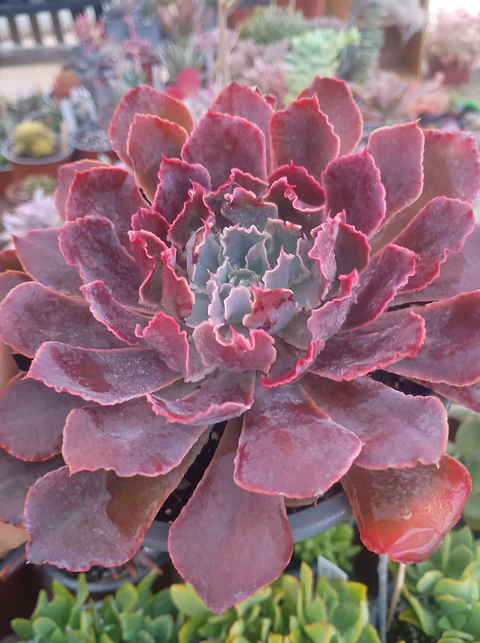 Echeveria Shavianna Neon Braker