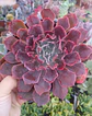 Echeveria Shavianna Neon Braker - Miniatura 2