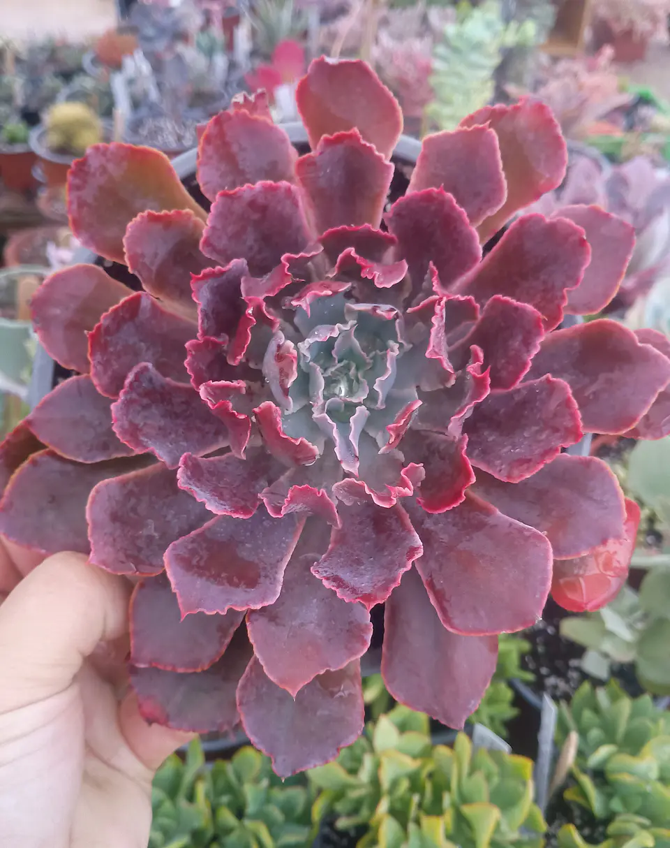 Echeveria Shavianna Neon Braker 2