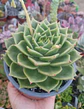 Echeveria agavoides Dark green - Miniatura 1