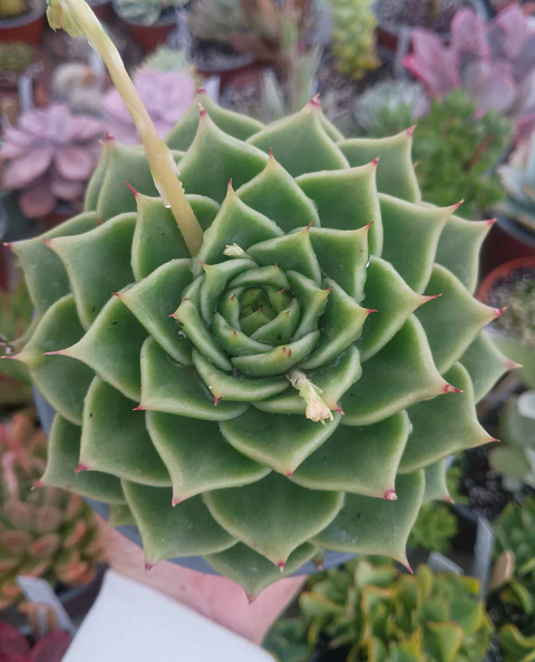 Echeveria agavoides Dark green