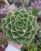 Echeveria agavoides Dark green - Miniatura 2