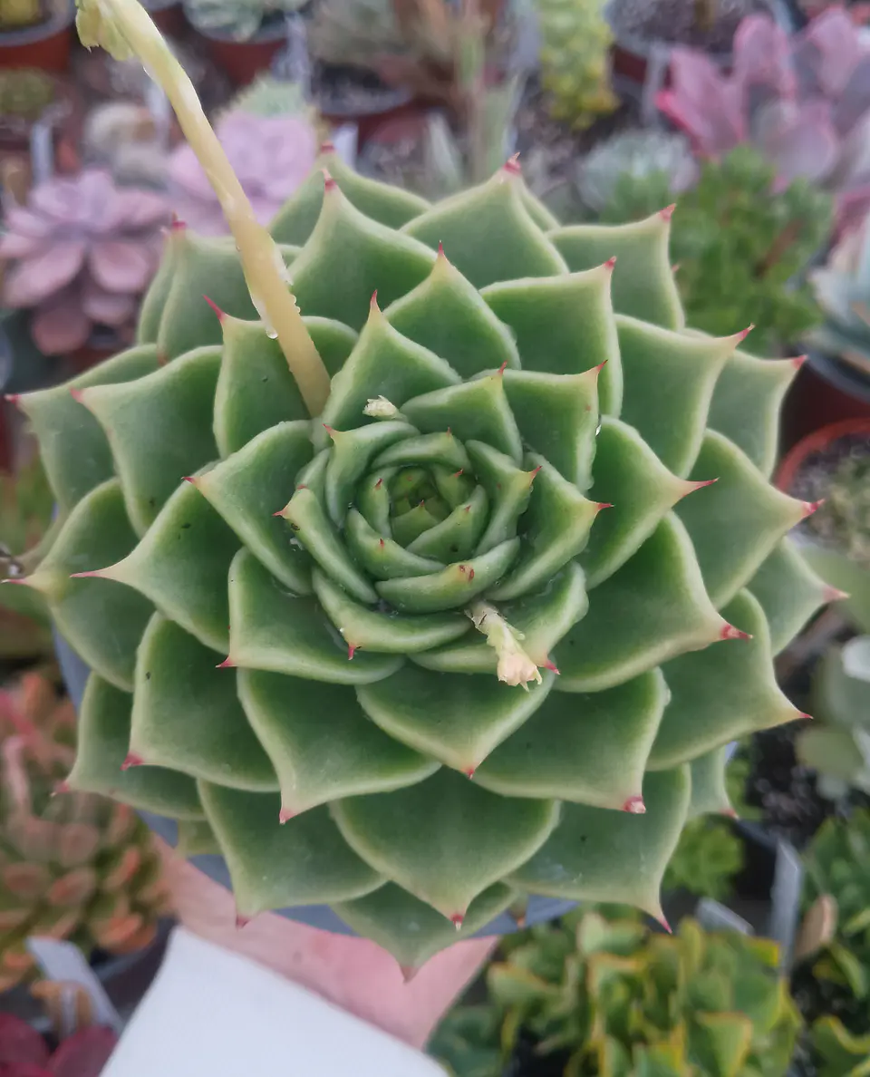 Echeveria agavoides Dark green 2