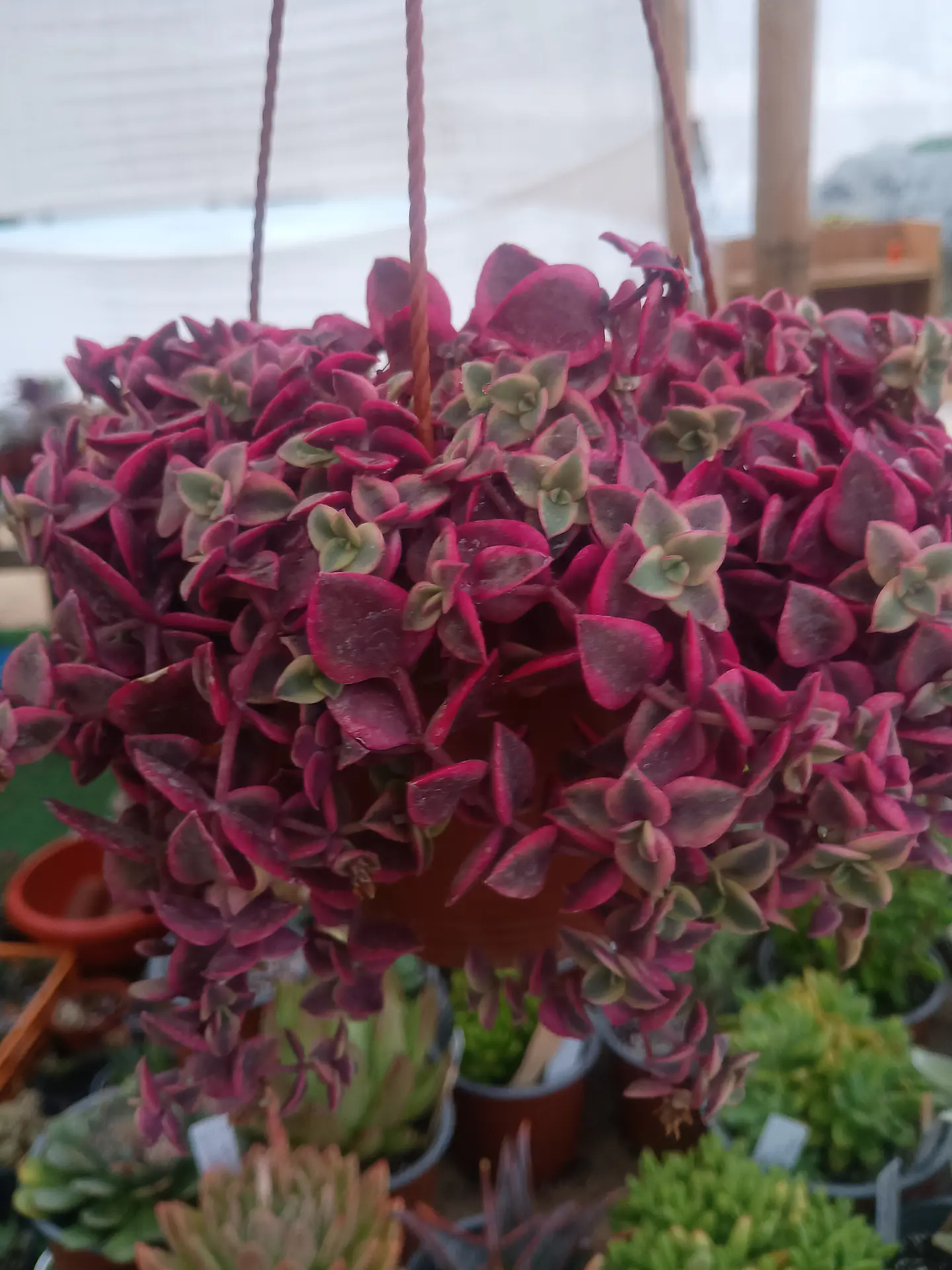 Crassula Pellucida Variegada  1
