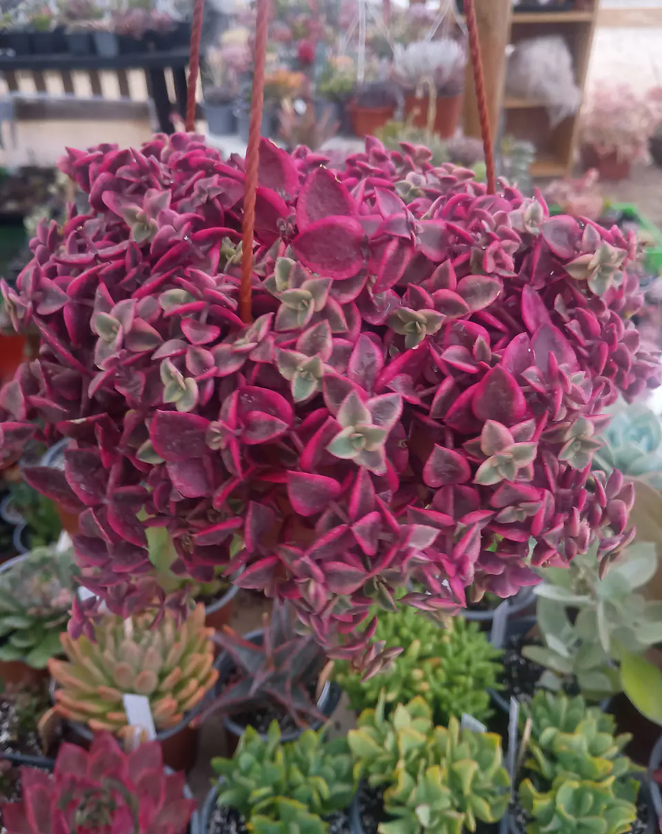 Crassula Pellucida Variegada  2