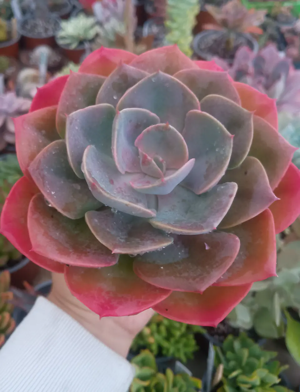 Echeveria Dusty Rose 1