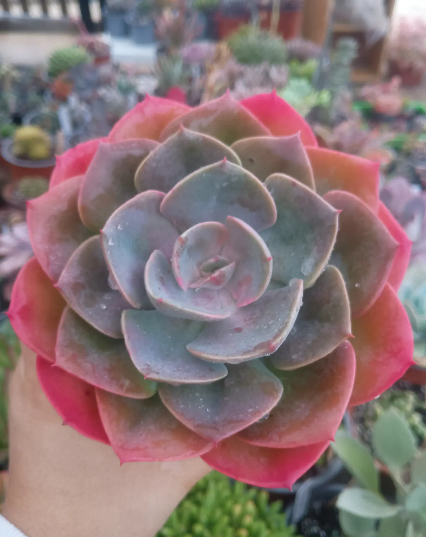 Echeveria Dusty Rose 2
