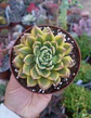 Sedeveria Markus variegada Gold - Miniatura 1