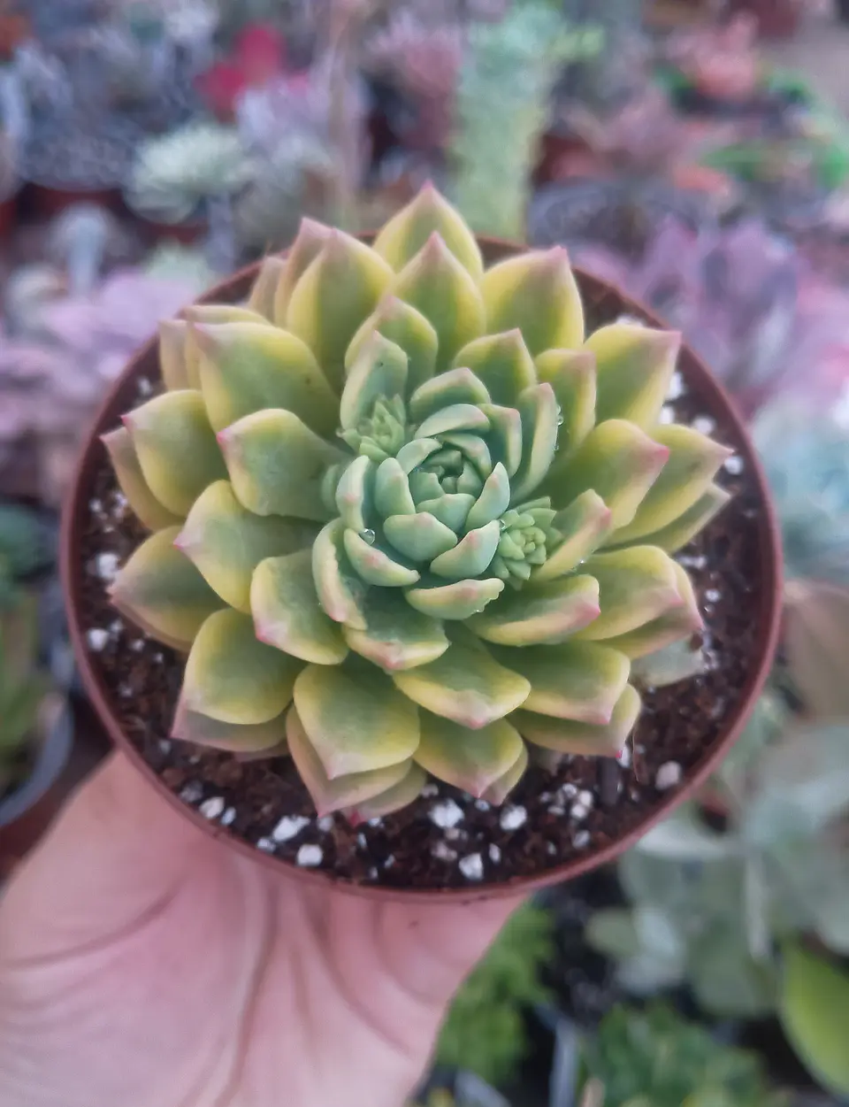 Sedeveria Markus variegada Gold 2