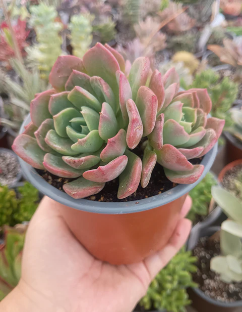Echeveria Antigua Colonia