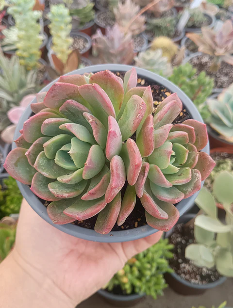 Echeveria Antigua Colonia