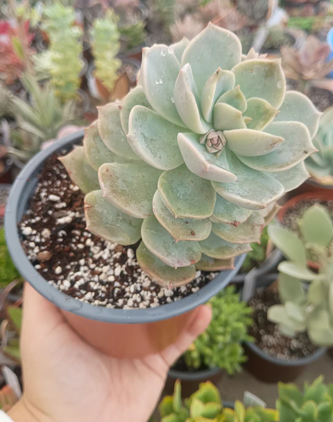Graptoveria Titubans XL