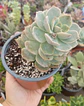 Graptoveria Titubans XL - Miniatura 1