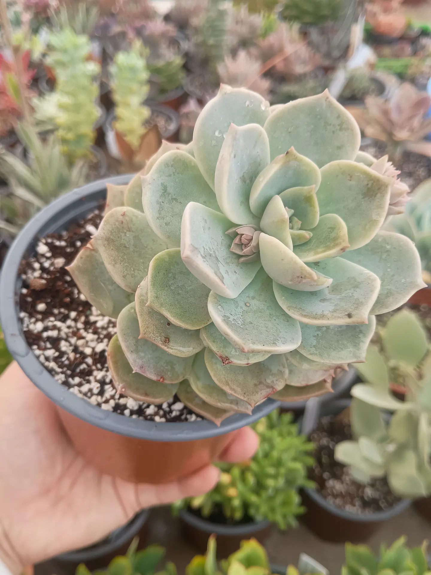 Graptoveria Titubans XL 2
