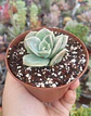 Graptoveria lovely rose - Miniatura 1