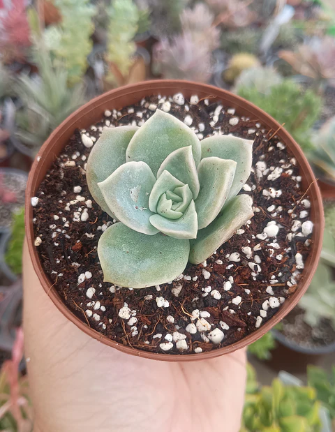 Graptoveria lovely rose