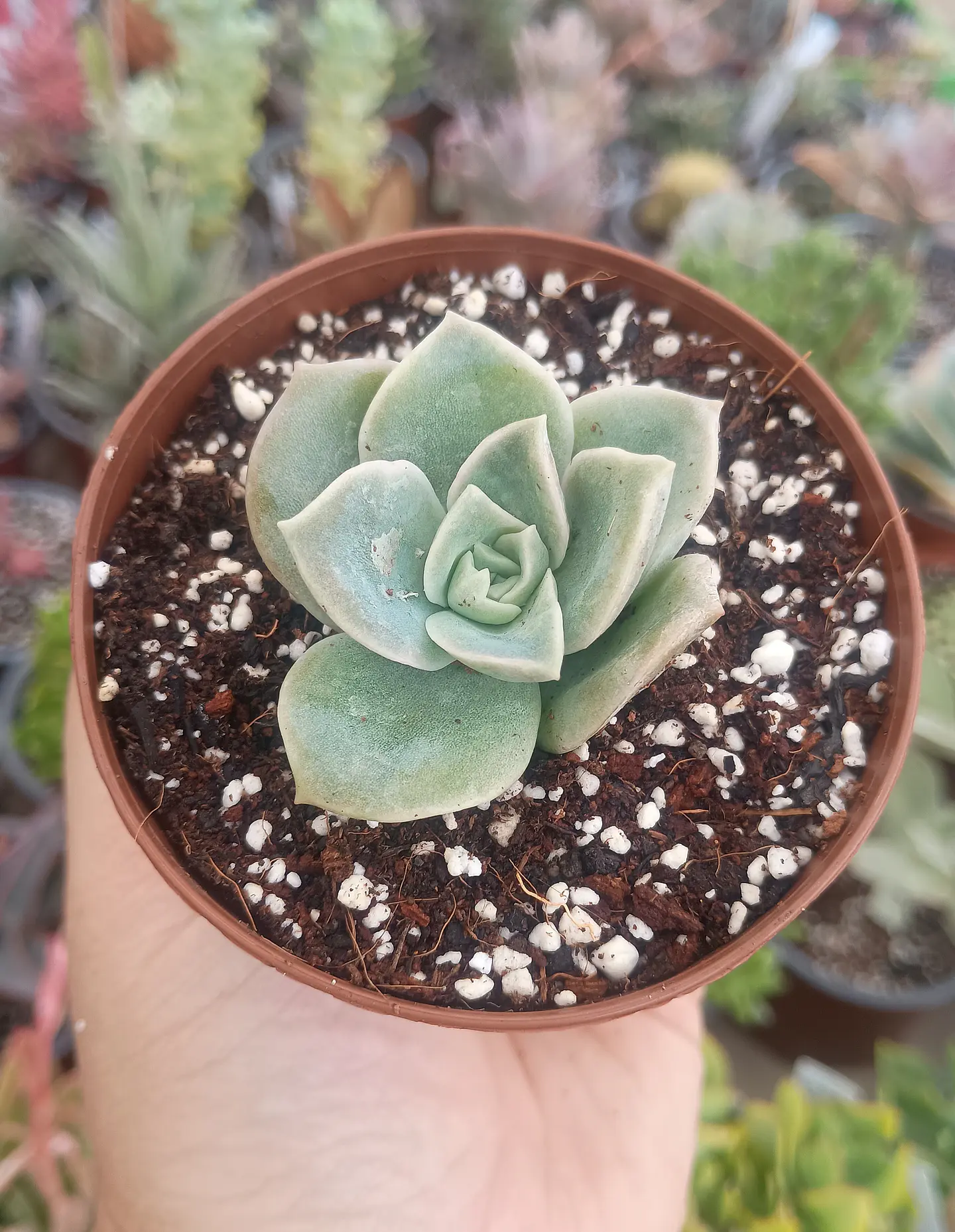 Graptoveria lovely rose 2