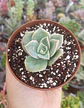Graptoveria lovely rose - Miniatura 2