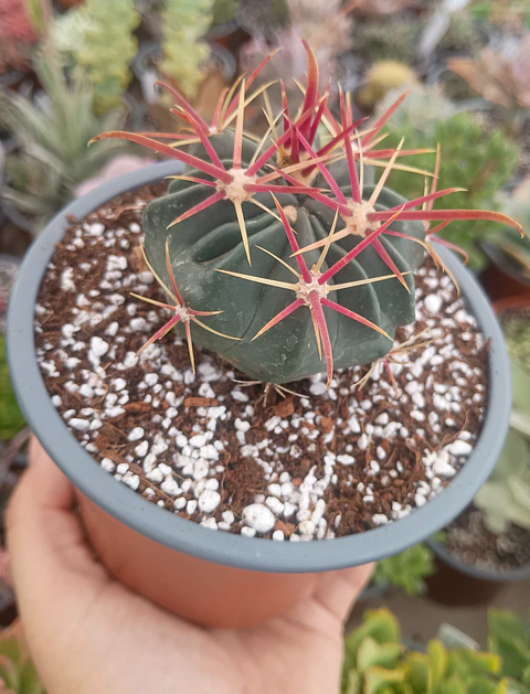 Ferocactus Latispinus