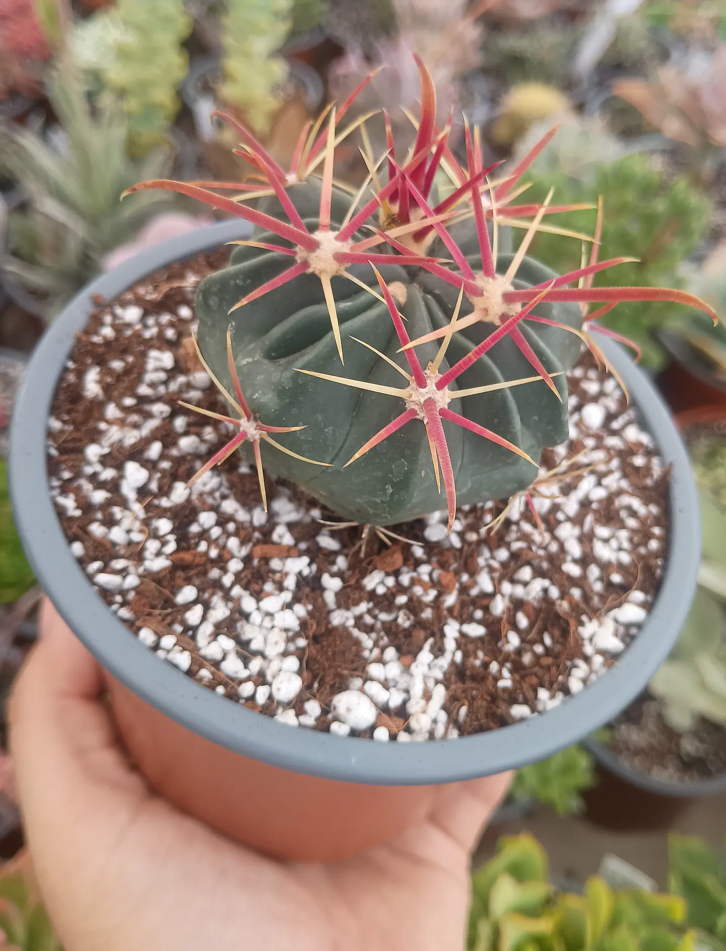 Ferocactus Latispinus 1