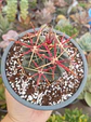 Ferocactus Latispinus - Miniatura 2