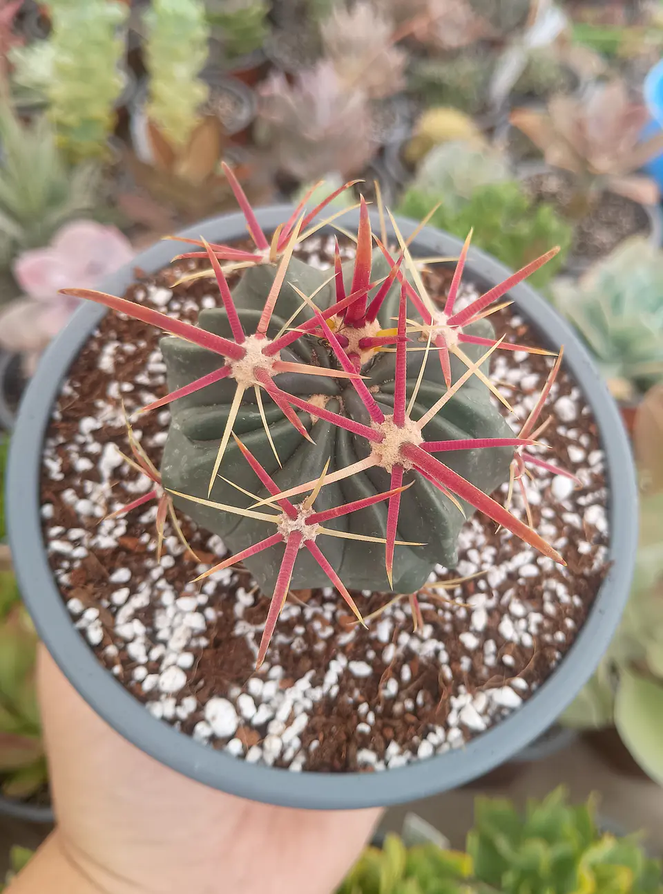 Ferocactus Latispinus 2