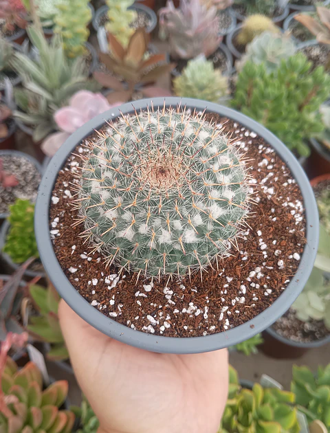 Mammillaria