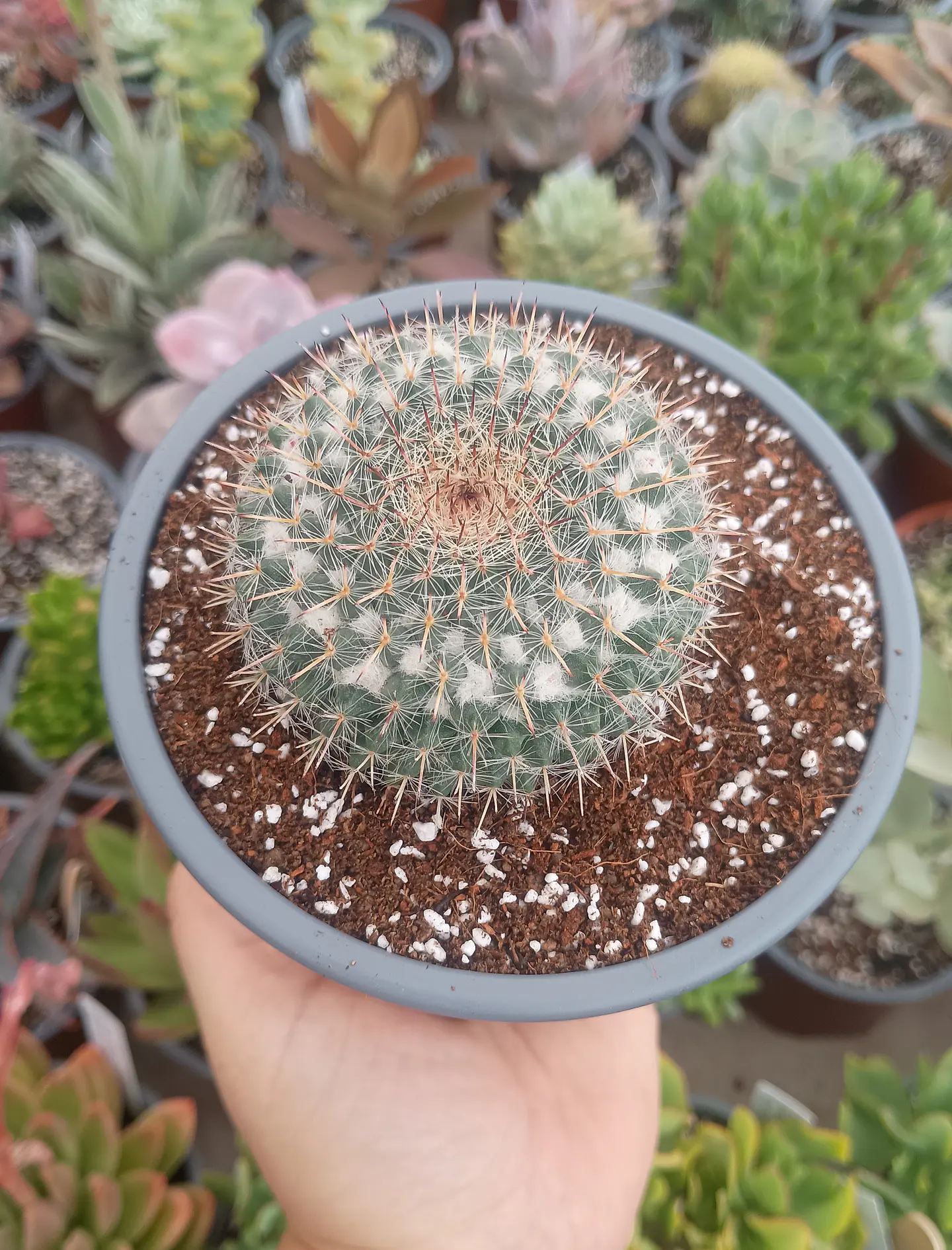 Mammillaria 1