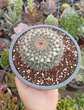 Mammillaria - Miniatura 1
