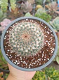Mammillaria - Miniatura 2