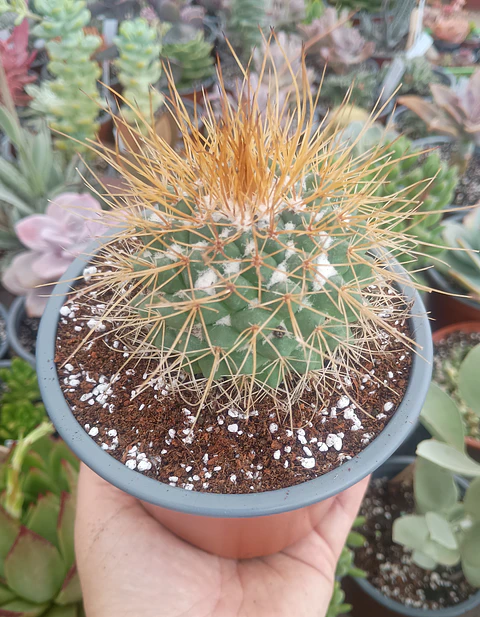 Mammilaria Pettersonii