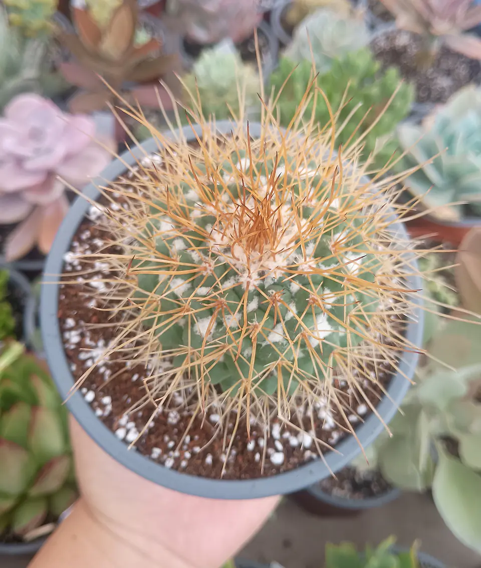 Mammilaria Pettersonii 2
