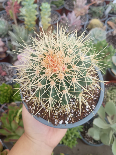 Echinocactus grusonii 