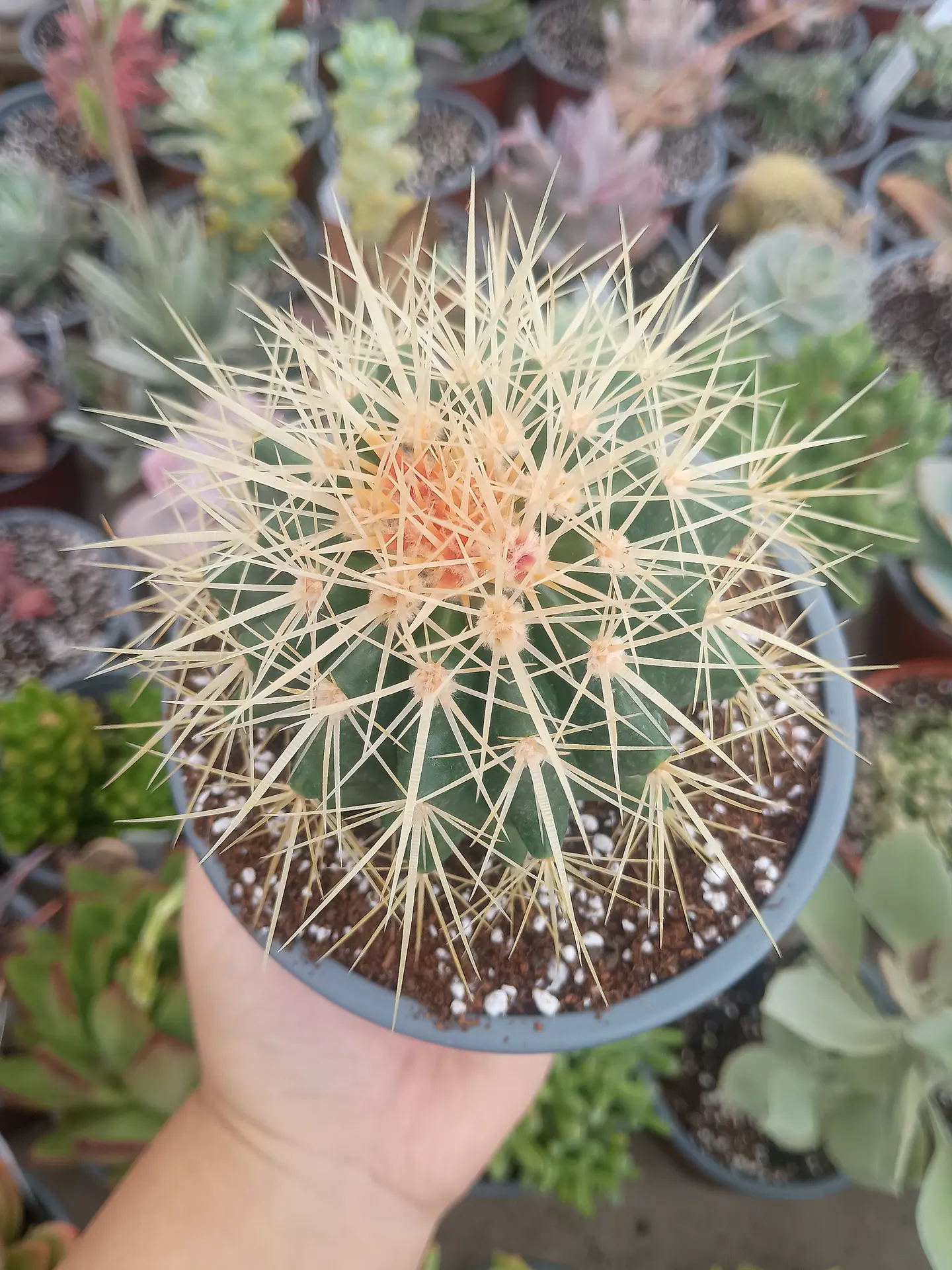Echinocactus grusonii  1