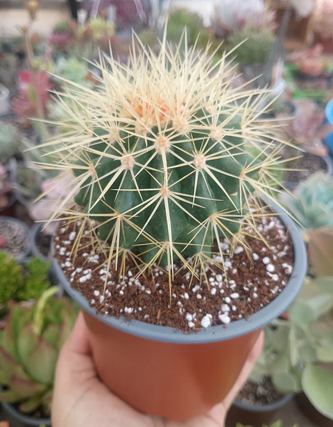 Echinocactus grusonii 