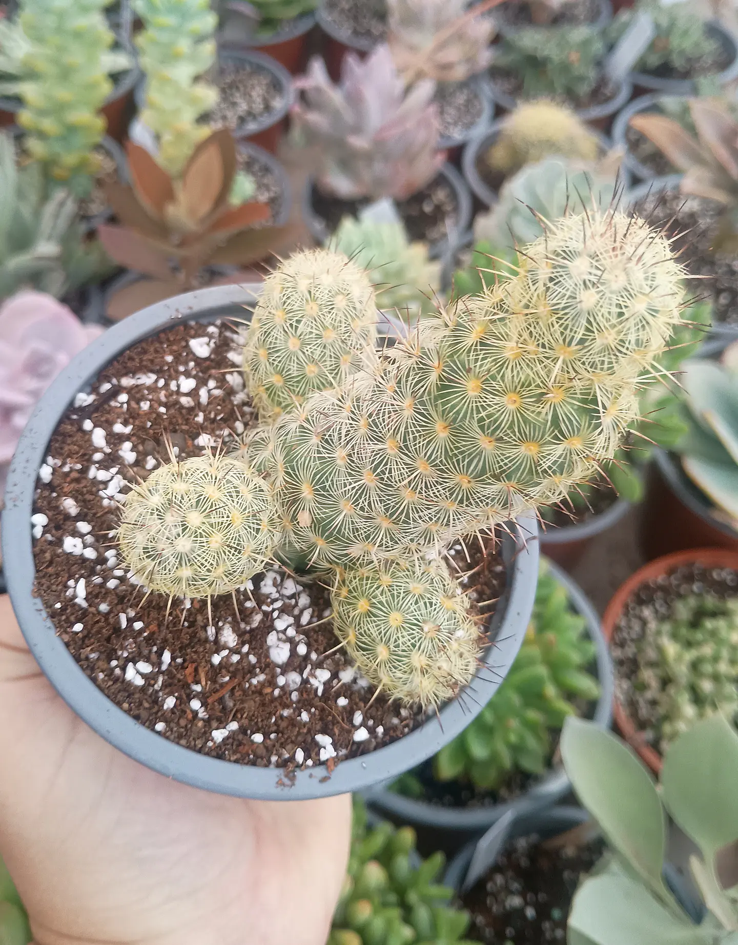 Mammilaria  1