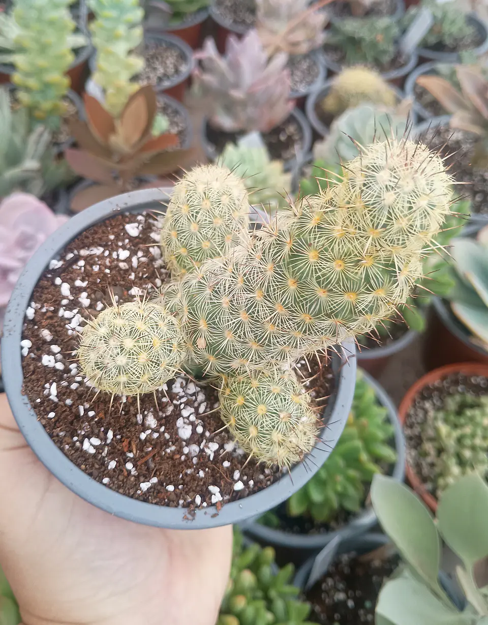 Mammilaria  1
