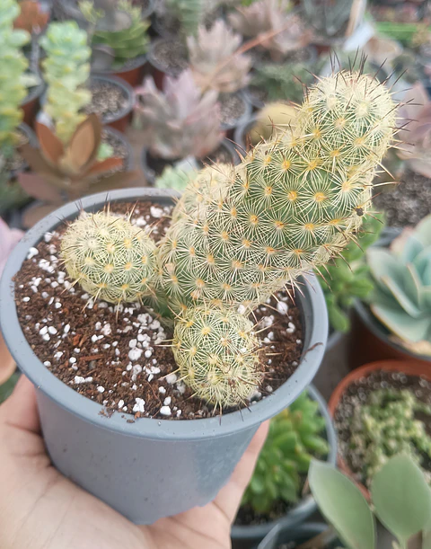 Mammilaria 