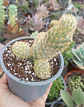 Mammilaria  - Miniatura 2