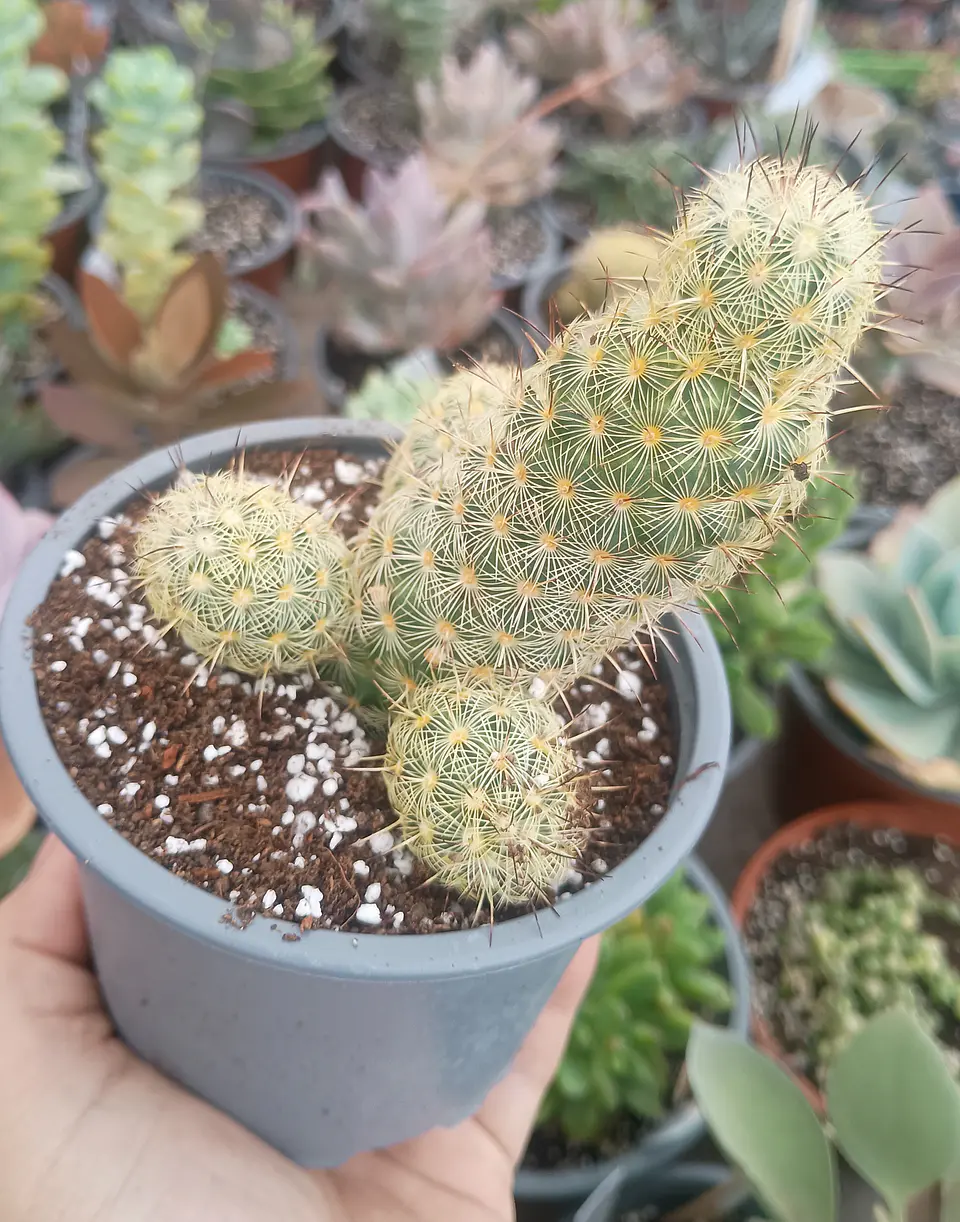 Mammilaria  2