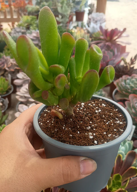 Crassula ovata Gollum "orejas de shrek"