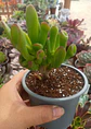 Crassula ovata Gollum 