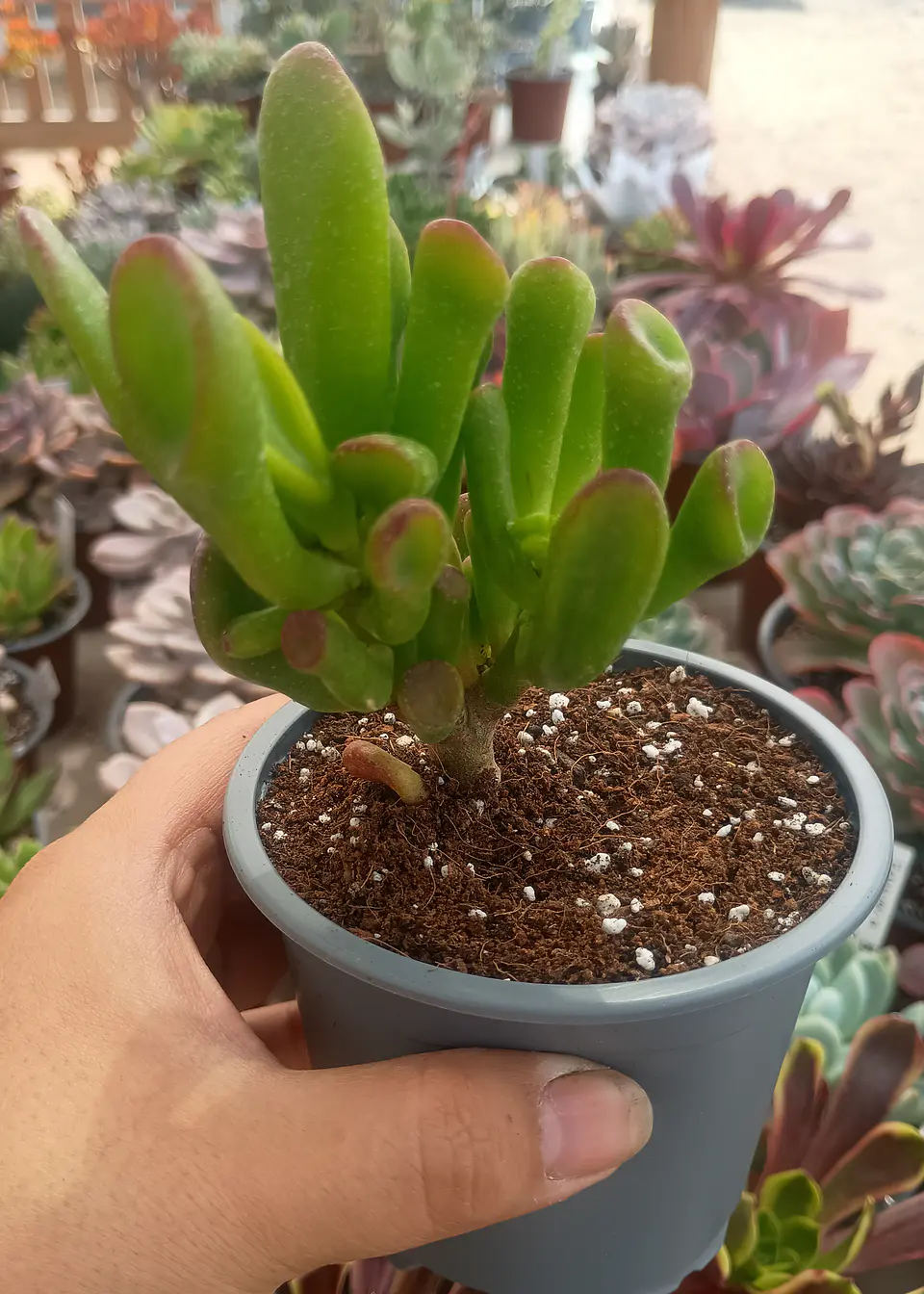 Crassula ovata Gollum 