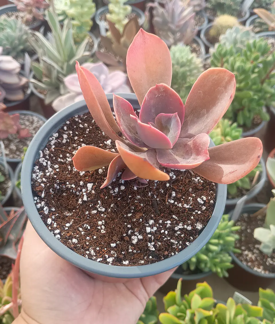 Echeveria Decora sin variegación 1