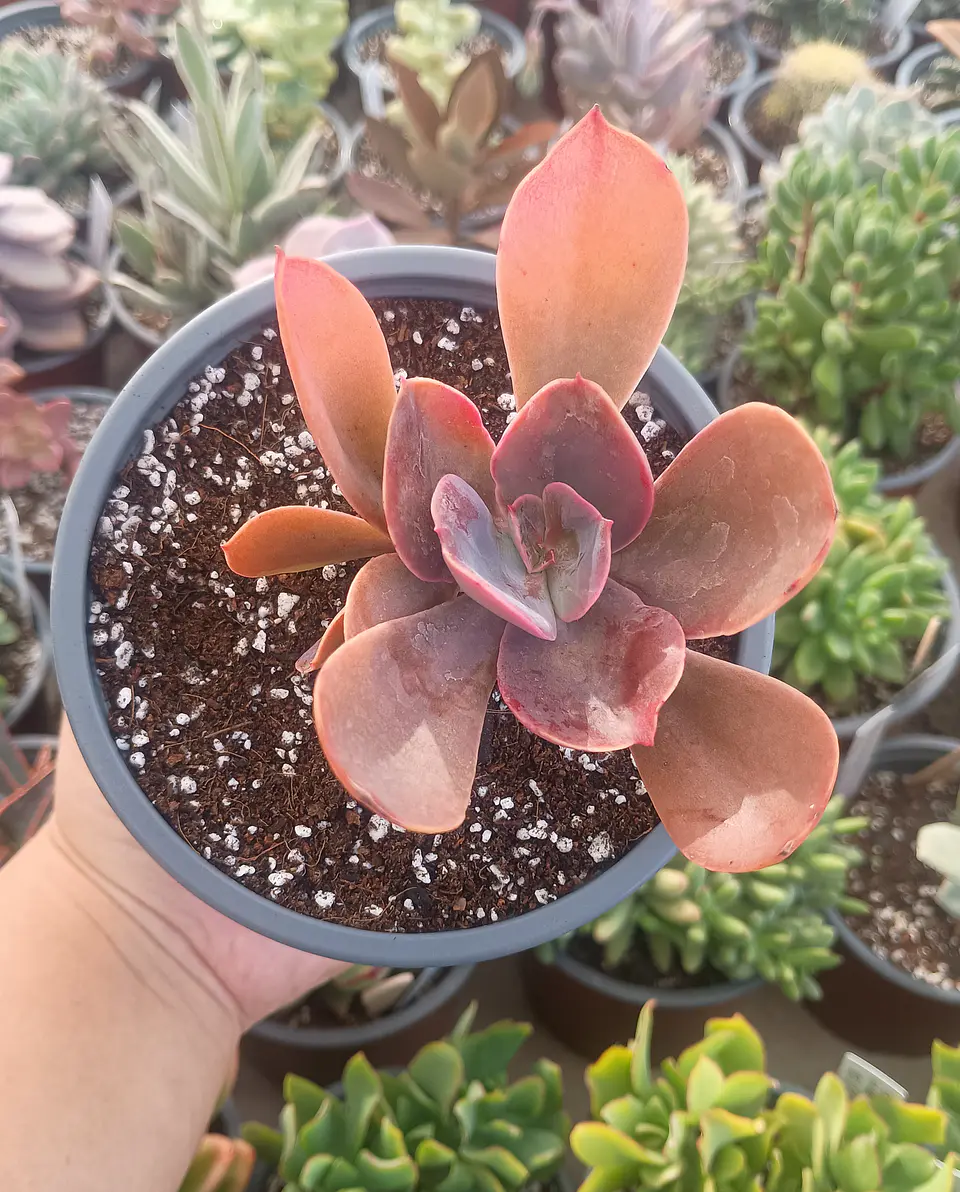 Echeveria Decora sin variegación 2