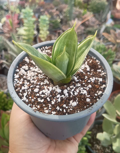 Dracaena trifasciata Hahnni silver frost (Sansevieria enana)