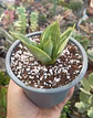 Dracaena trifasciata Hahnni silver frost (Sansevieria enana) - Miniatura 1